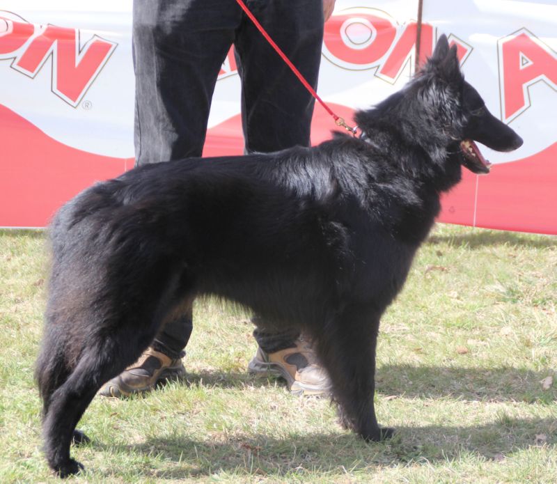 Persia de Can Duvell EXC 3 Abierta hembras 