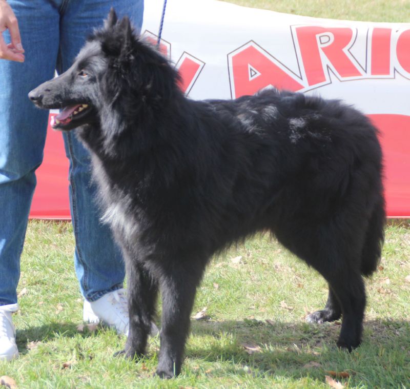Pinta de Can Duvell  MB abierta hembras  
