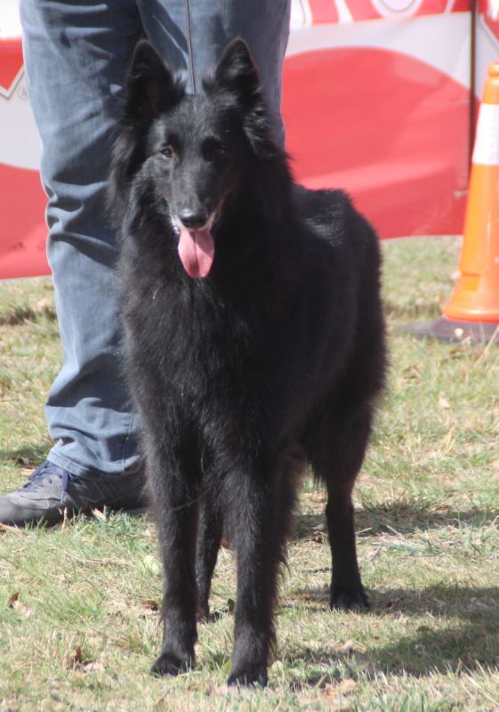 Poa de L�Anoia  MB4 abierta hembras