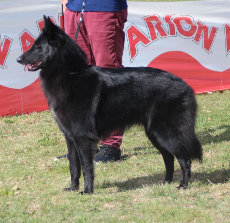 Lyxie  Des Etangs Sauvages  EXC 2 abierta hembras