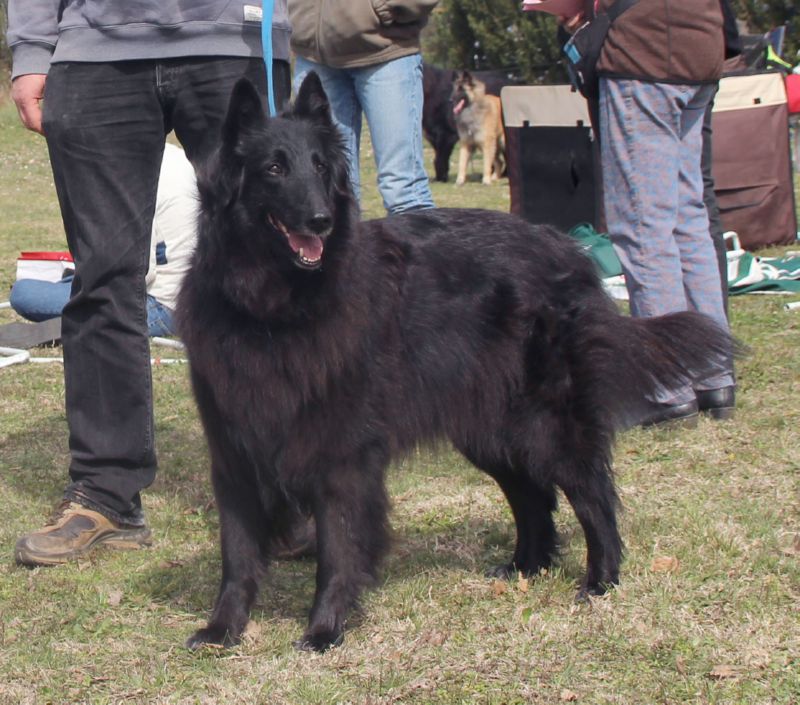 Kati de Belliamici MB2 Veteranas hembras 