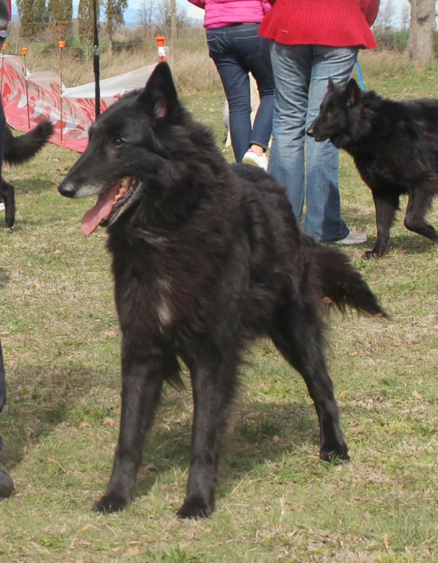 sr Folie Bergere  Des Etangs Sauvages  EXC1 veteranos hembras  BIS Veteranos   