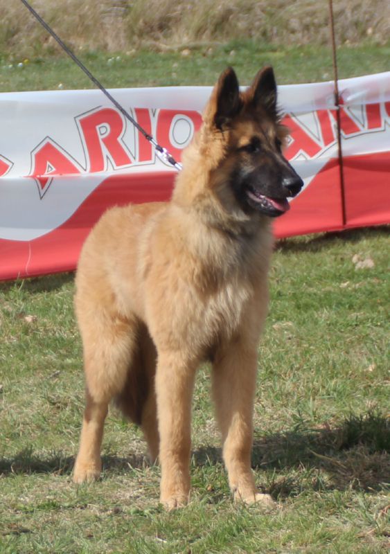 Rocky De La Canin De As  B debutante macho