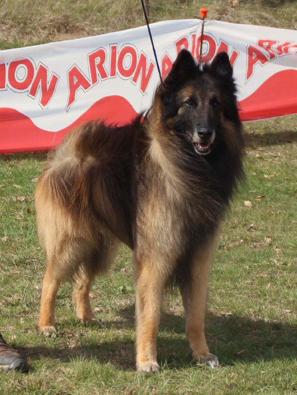 CHCEPPB.GRCHCEPPB.CHE.Marko del Clamiu EXC1 campeones machos  CCPB