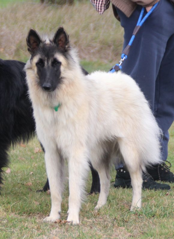 Rose de Belliamici MB clase jovenes hembras