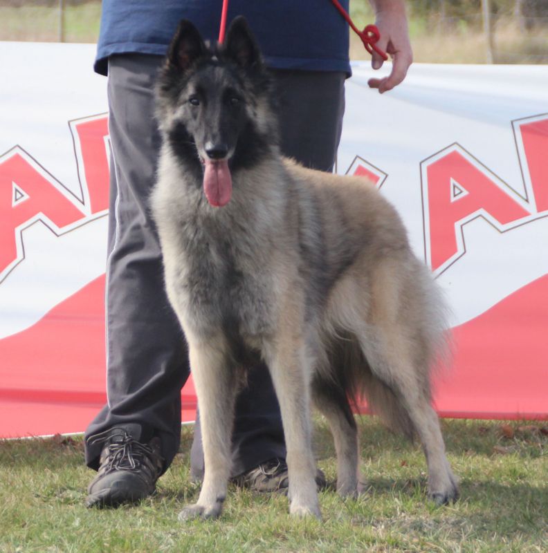 Perla De Fontenestas EXC2 abierta hembras RCCPB