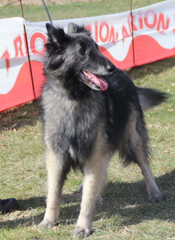 Talia MB veteranos hembras