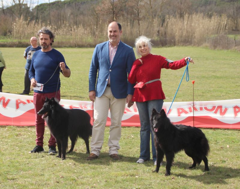 eleccion del Mejor de Raza Groenendael (BOB)