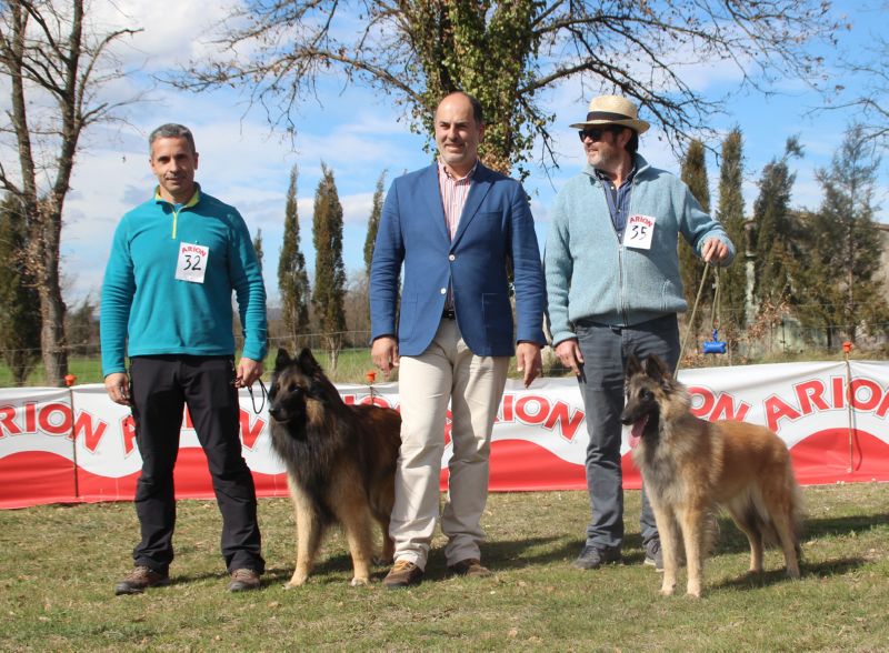 eleccion del mejorde raza tervueren(BOB)