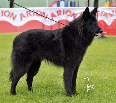 Runa De La Magia D�assabica EXC 1 jovenes hembras