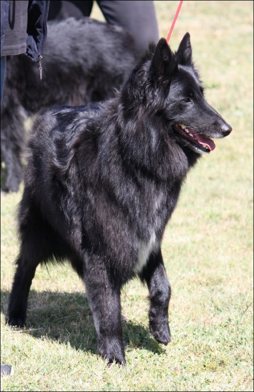 17b-persiadecanduvell