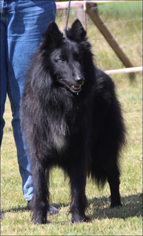 18b-pintadecanduvell