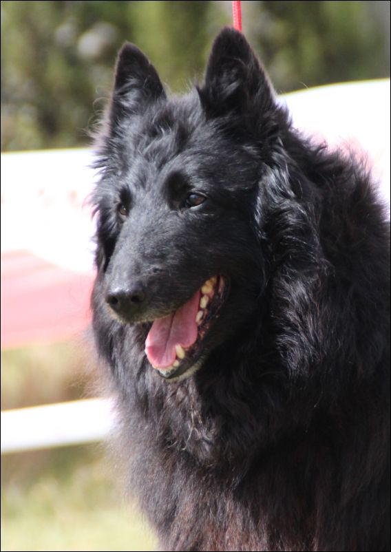 24b-katidebelliamici