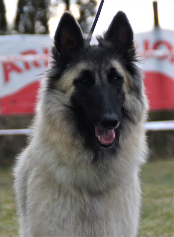 31a-rosedebelliamici