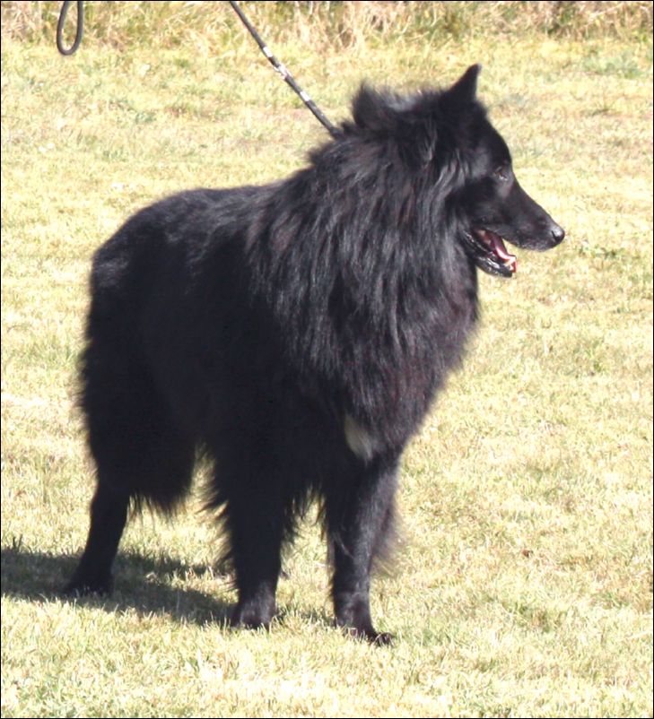 9a-nerondebelliamici