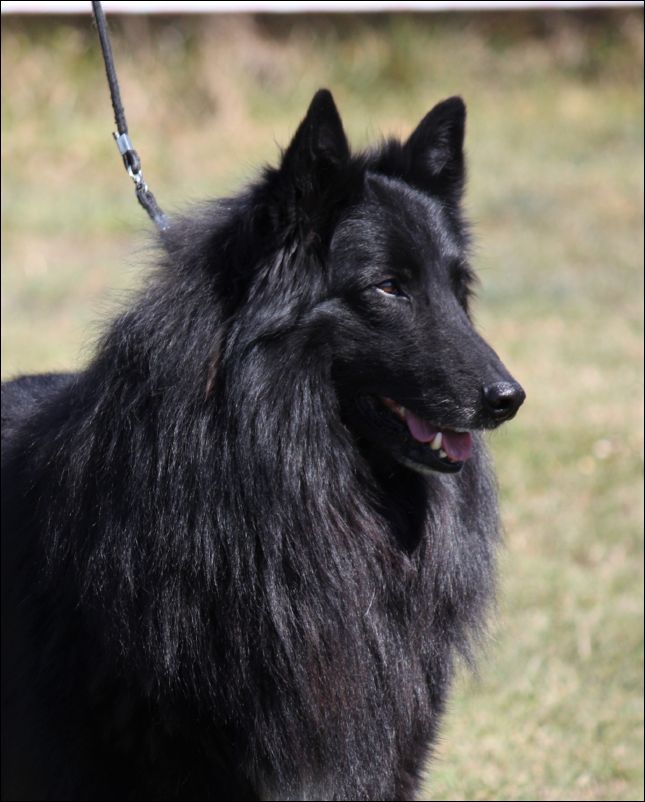 9b-nerondebelliamici