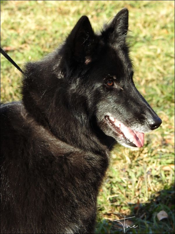 a De La Magia D�Assabica EXC1 y CAC abierta hembras 