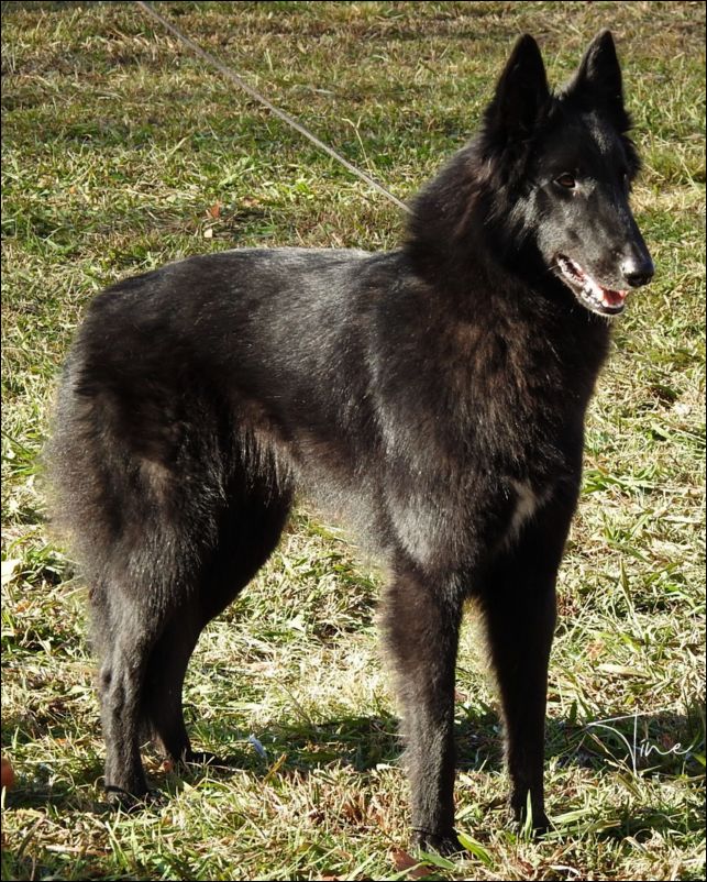 Velga De Fuentenava EXC2 y RCAC abierta hembras.