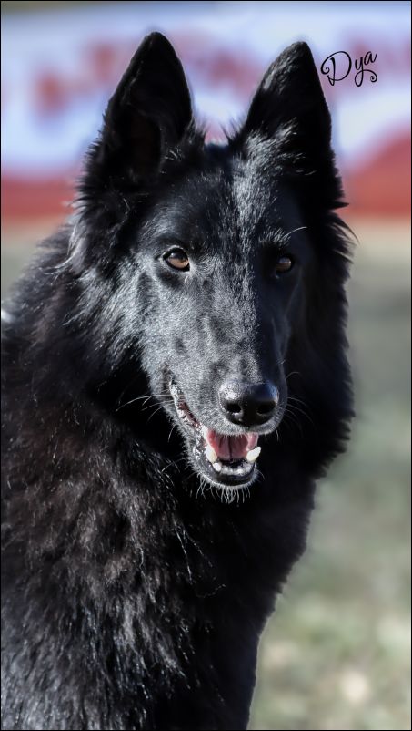 Velga De Fuentenava EXC2 y RCAC abierta hembras.