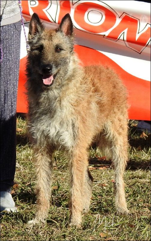 Uther Pendragon D�Eroudur EXC 1 CAC abierta machos  y MR