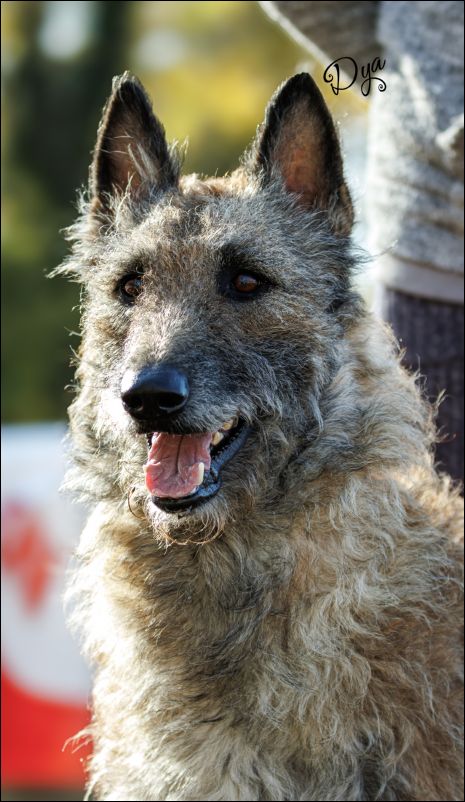 Uther Pendragon D�Eroudur EXC 1 CAC abierta machos y MR