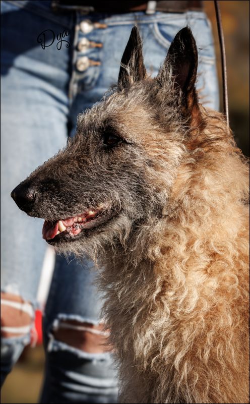 Savannah Sunrise D�Eroudur EXC2 RCAC Abierta hembras.