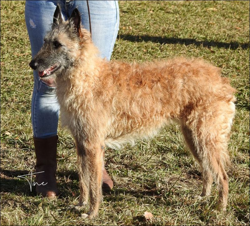 Savannah Sunrise D�Eroudur EXC2 RCAC Abierta hembras. 