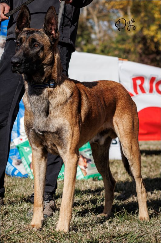 Ahzar�ss Ghost Insuficiente joven machos