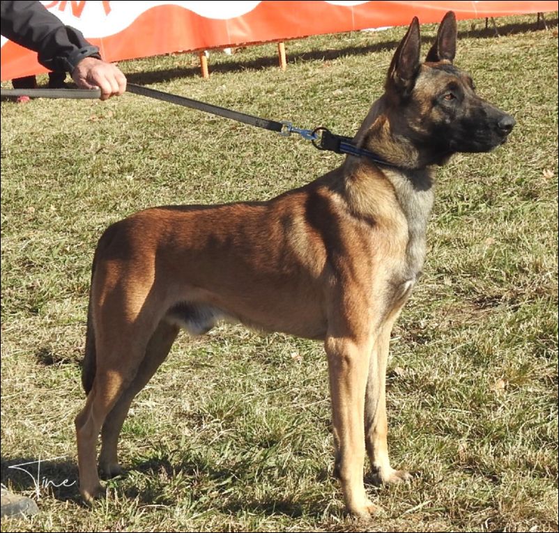 Ahzar�ss Ghost Insuficiente joven machos