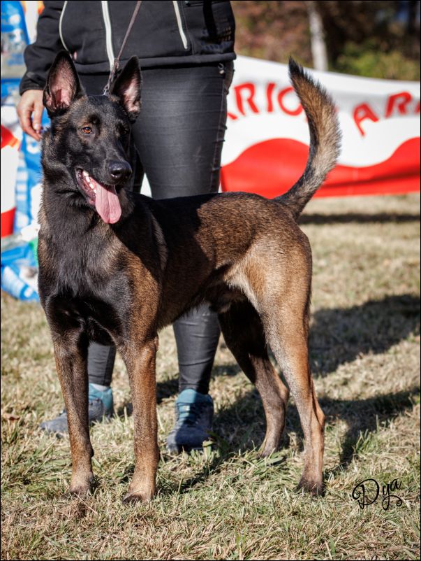 Tocho Del Refugio De Anaz MB1 Intermedia machos.