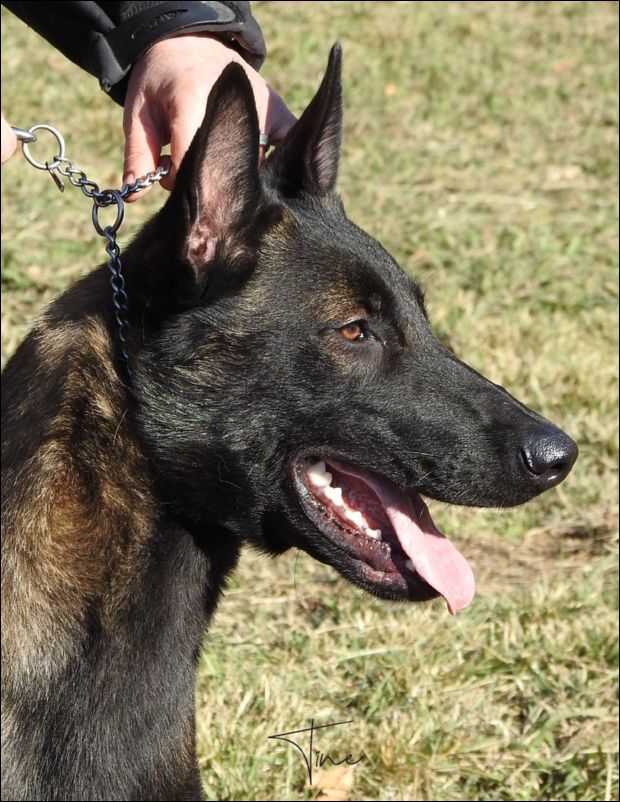 Tocho Del Refugio De Anaz MB1 Intermedia machos.