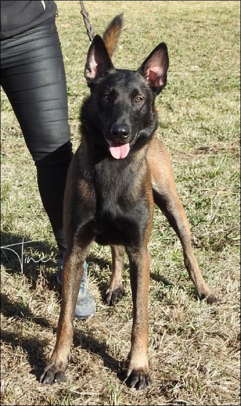 Tocho Del Refugio De Anaz MB1 Intermedia machos.