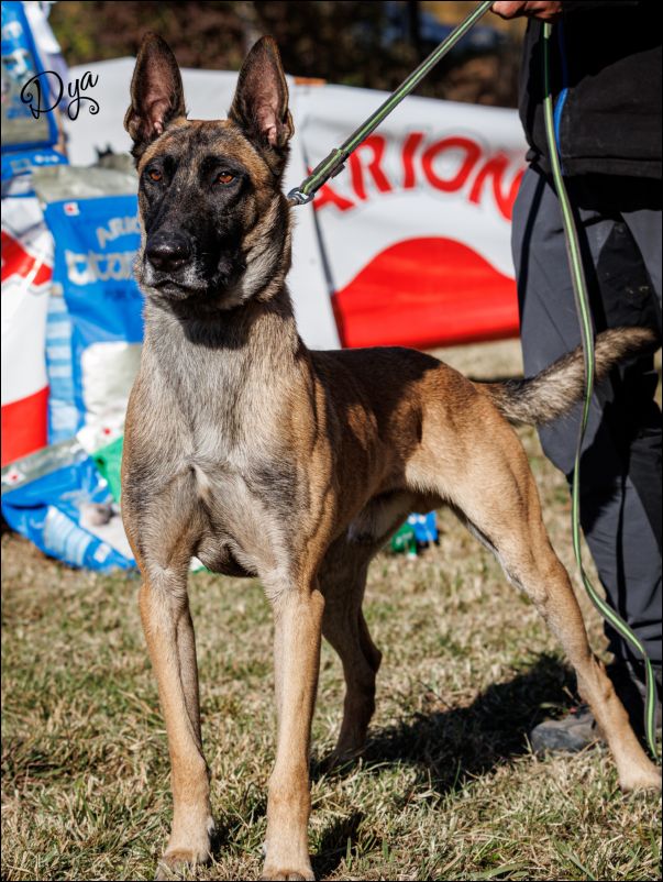 Ahzar�ss Ferro Insuficiente abierta machos.