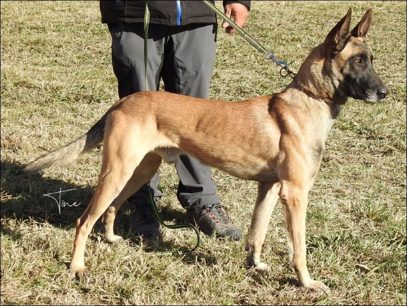 Ahzar�ss Ferro Insuficiente abierta machos.