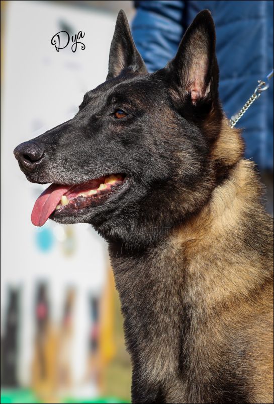 ampe�n Espa�a Txakur-Bai M-Tadeo EXC1 Rappel de CAC campeones machos.