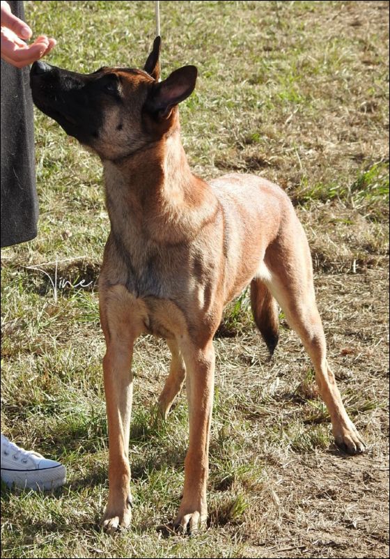 Tokyo De Phia B Intermedia hembras utilidad 