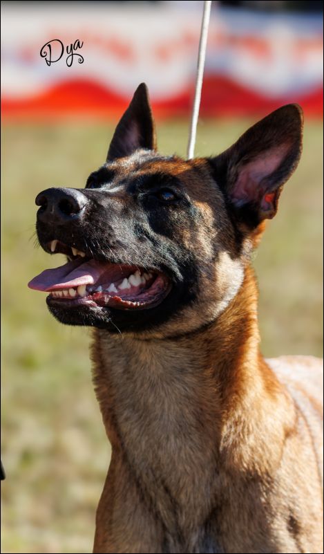 Tokyo De Phia B Intermedia hembras utilidad 