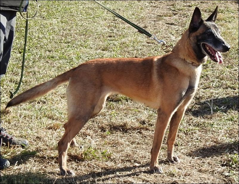 Ahz�r�ss Abby EXC1 abierta hembras.