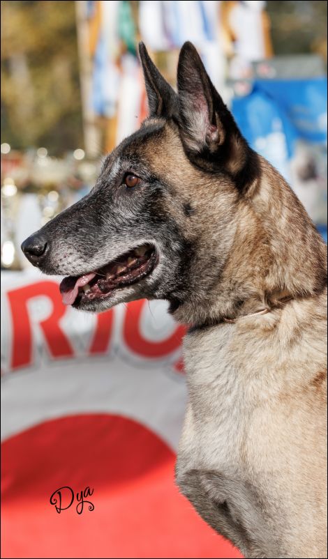 Ahz�r�ss Abby EXC1 abierta hembras.