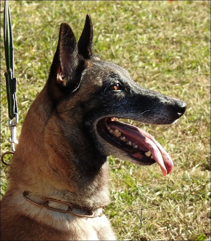 Ahz�r�ss Abby EXC1 abierta hembras.