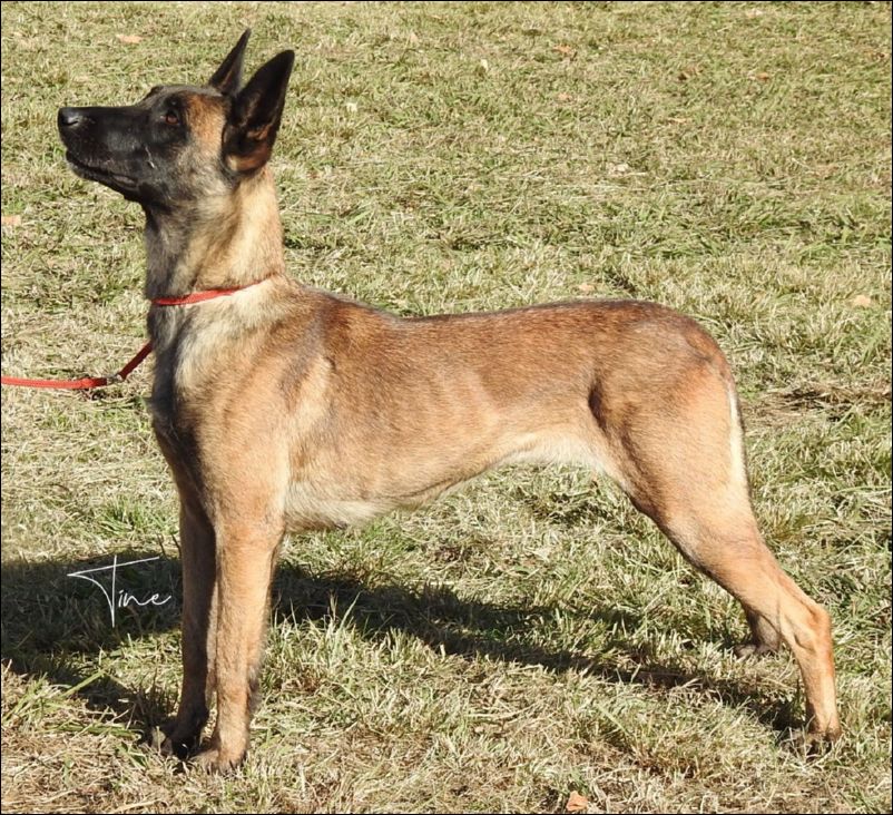 Koko del Rebollar MB2 abierta hembras.