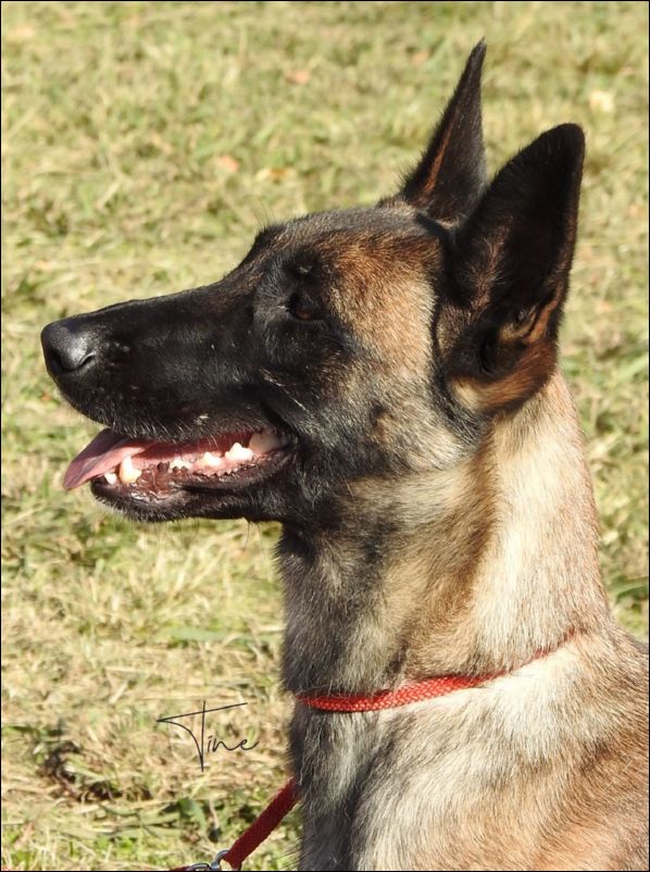 Koko del Rebollar MB2 abierta hembras.