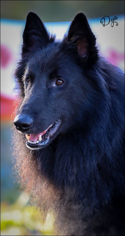 Vikun de Fuentenava  EXC.1 CAC Intermedia machos 