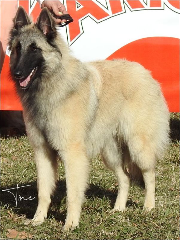 Xigor De La Canin De As M1 cachorros machos.