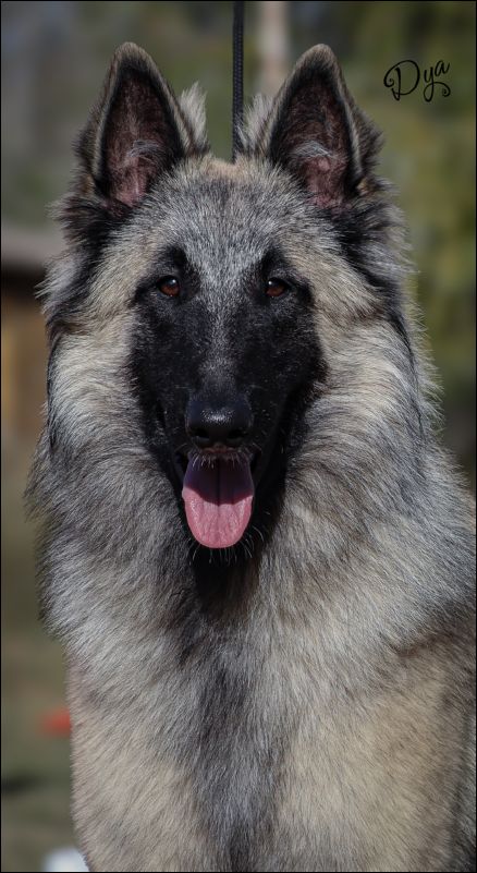 Xigor De La Canin De As M1 cachorros machos.