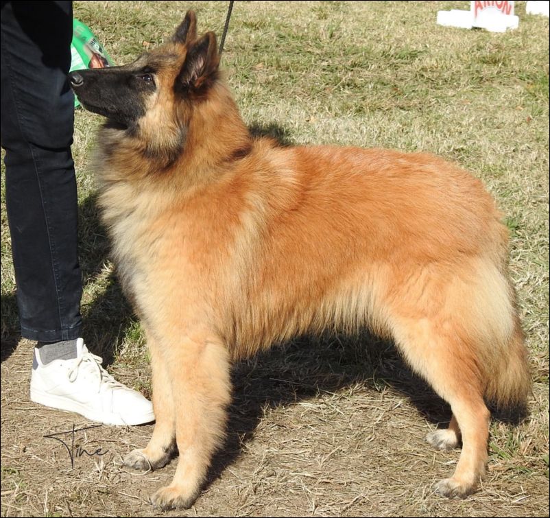 X-Doc De la Canin De As MB2 cachorros machos.