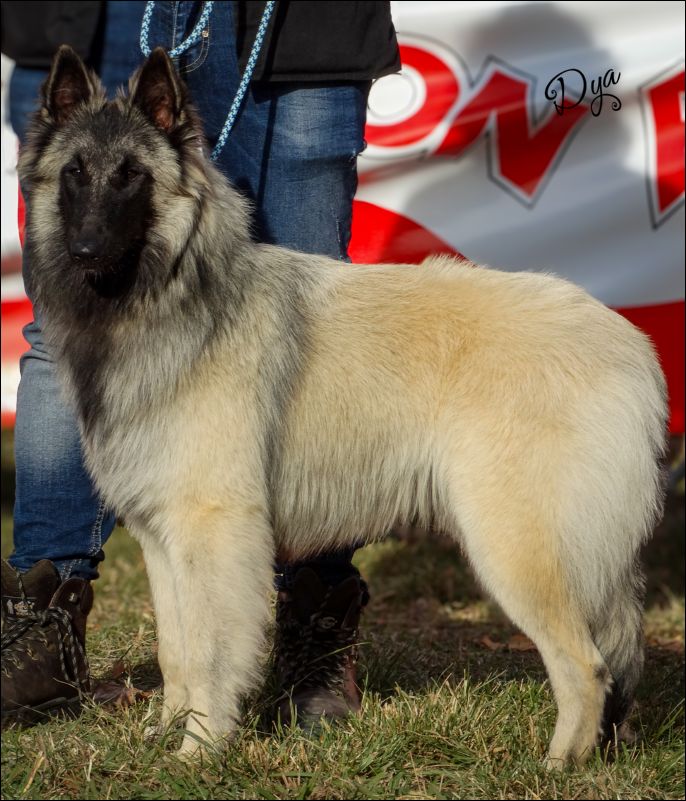 Xula De La Canin De As MB1 cachorros hembras  y BIS cachorros.