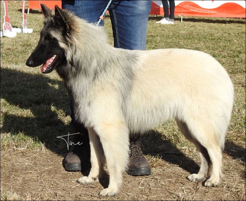 Xula De La Canin De As MB1 cachorros hembras  y BIS cachorros.