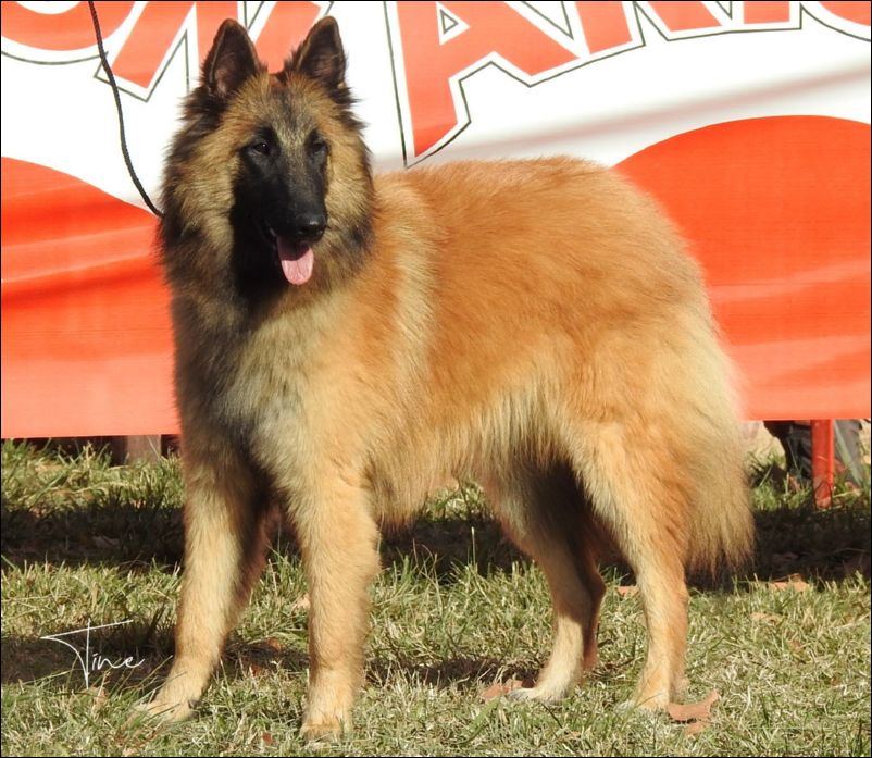 Matyldas Damasco MB2 cachorros hembras.