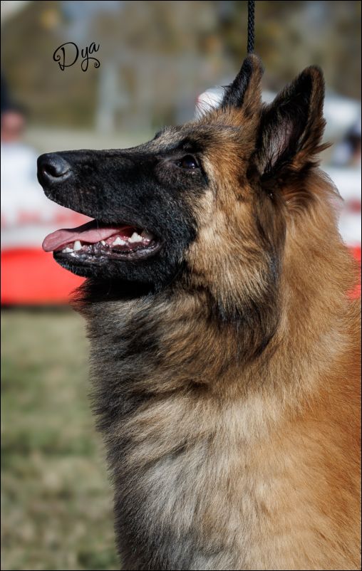 Matyldas Damasco MB2 cachorros hembras.